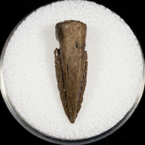 Cretaceous Crocodilian (Leidyosuchus) Claw #13614